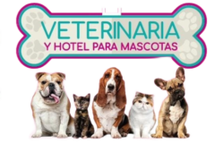 Veterinaria Animals Palace